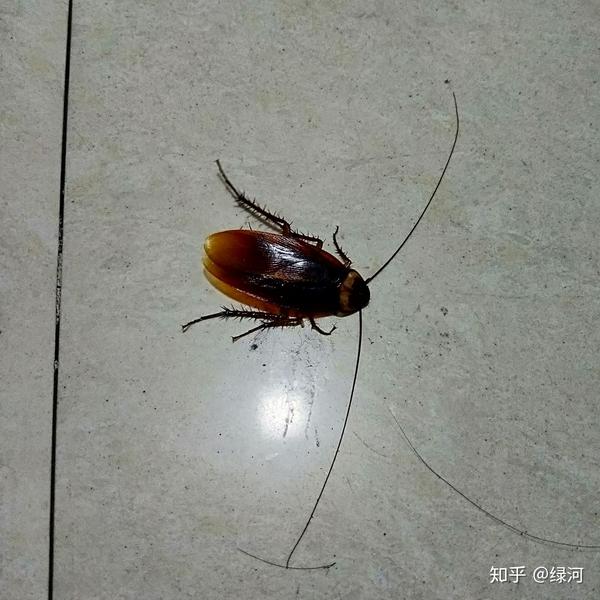 南方的蟑螂真的很可怕吗?