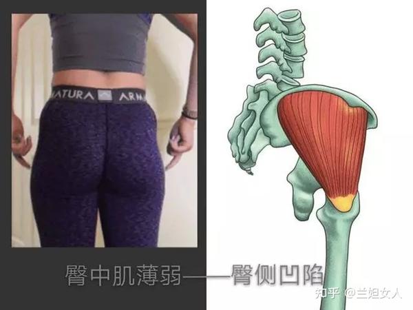 我们臀部最重要的三块肌肉分为: 臀大肌,臀中肌和臀小肌.