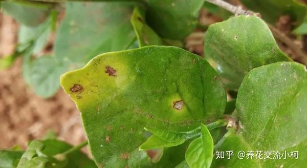 茉莉花病虫害预防,症状和解决方法全指南,其他植物可参考使用