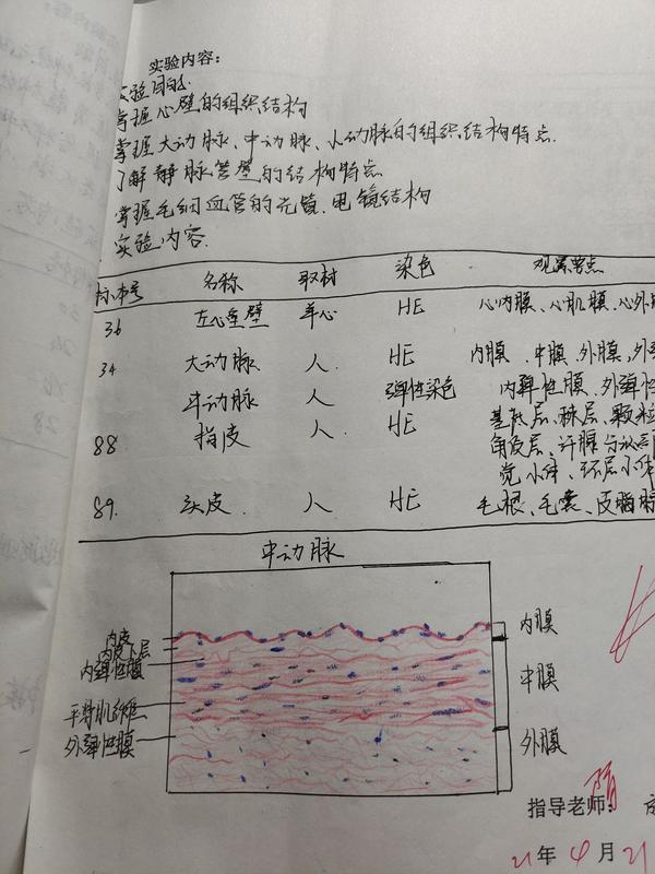 19 孩子还有几天就要组胚实验考试了,是认切片,不知道该怎么办,感觉都