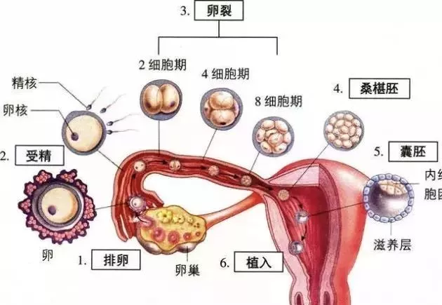 受精卵着床为什么有的人会失败