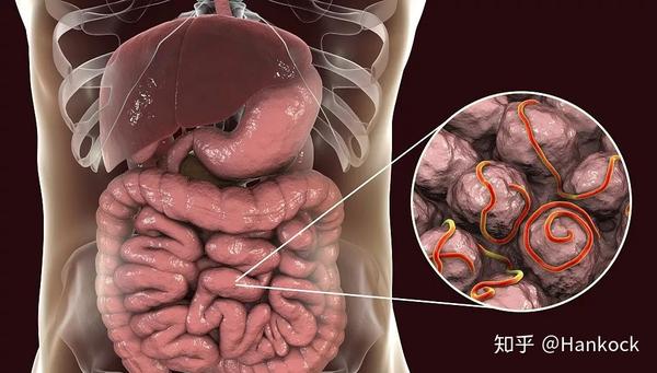 经由污染后的食物进入人体的蛔虫寄生在小肠内