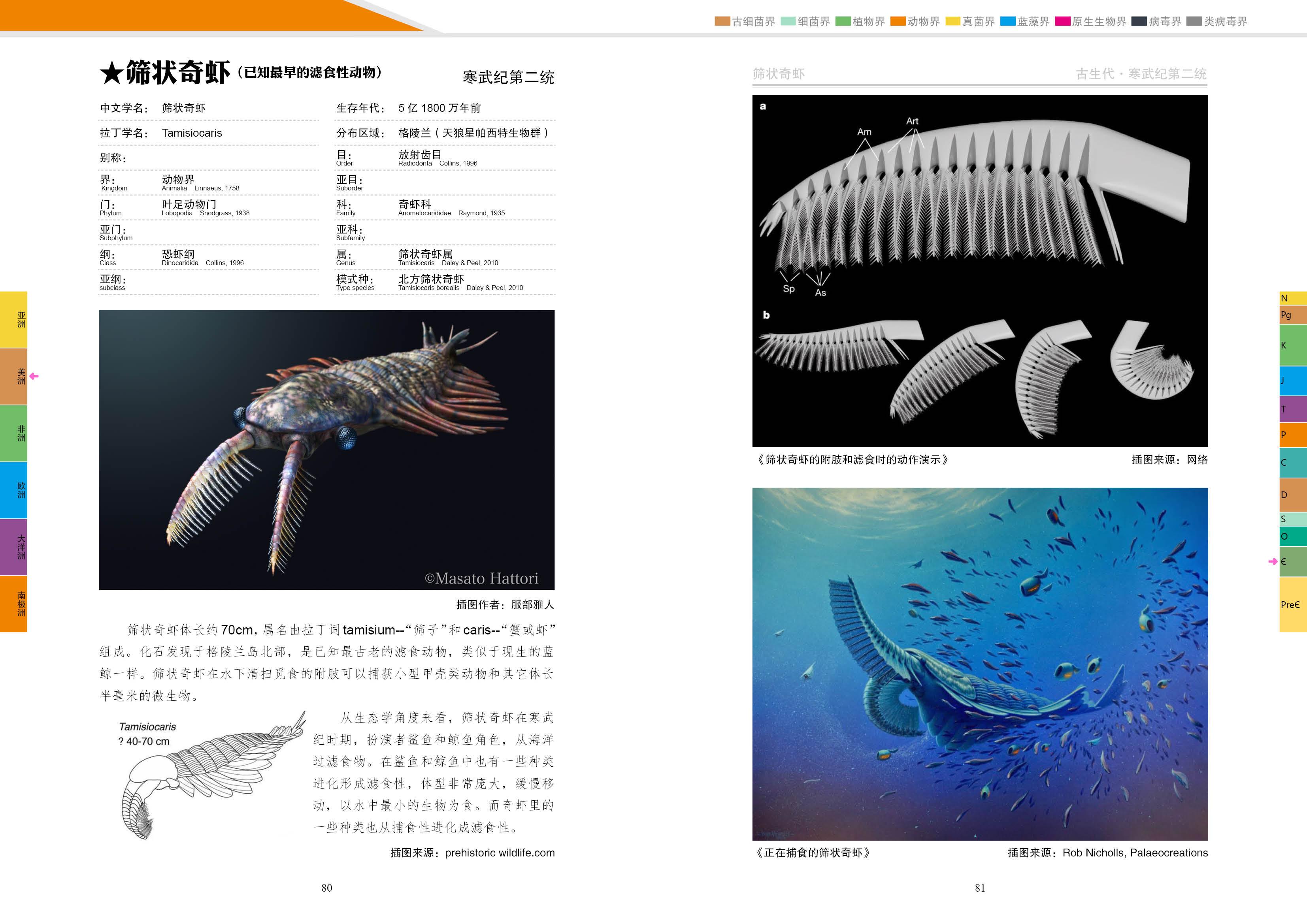 筛状奇虾 tamisiocaris海神盔虾 aegirocassis申德汉斯虾 schinder