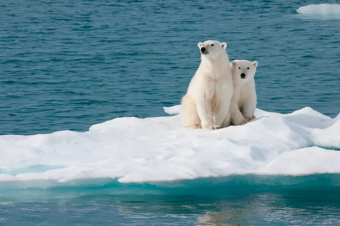 国际北极熊日 | 一场气候变化下的饥饿游戏