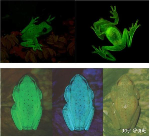 研究人员在研究圆点纹树蛙身上的一个色素时偶然发现了青蛙的荧光性.