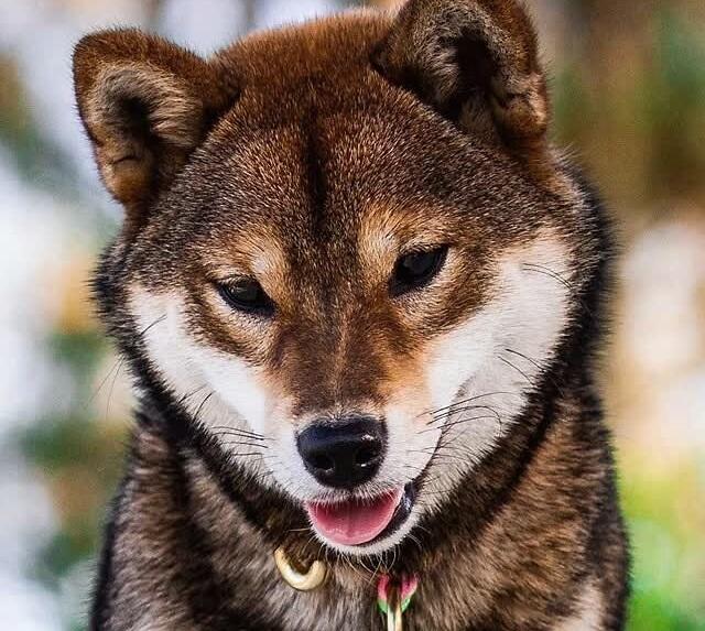 为什么胡麻柴不常见胡麻柴是正宗柴犬吗