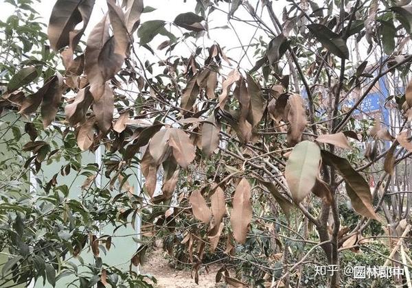 苗木遭受冻害之后,该如何进行补救?掌握好时间和方法很重要