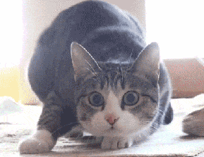猫咪总是突然翻脸,还爱咬人…该怎么办?别慌,它们并不