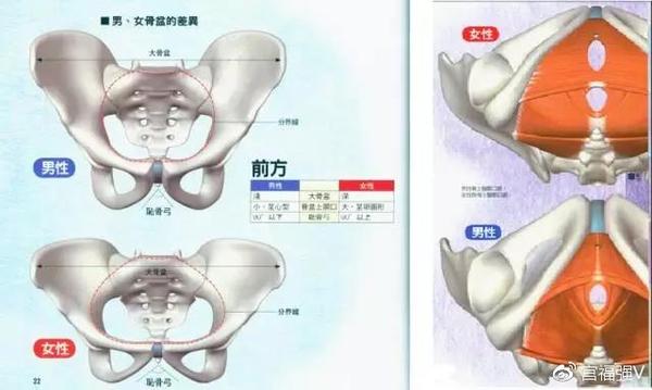 具体来说,男性骨盆窄,深;女性骨盆宽,浅,耻骨弓大于90度.