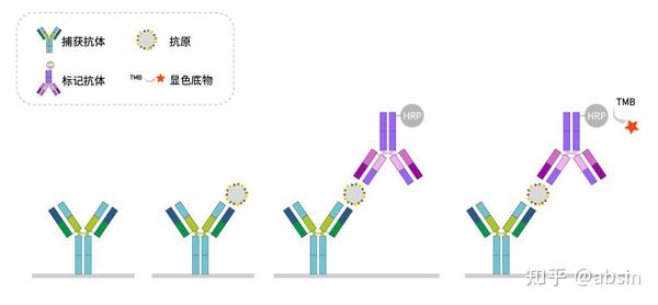 做elisa实验您还需要注意这些