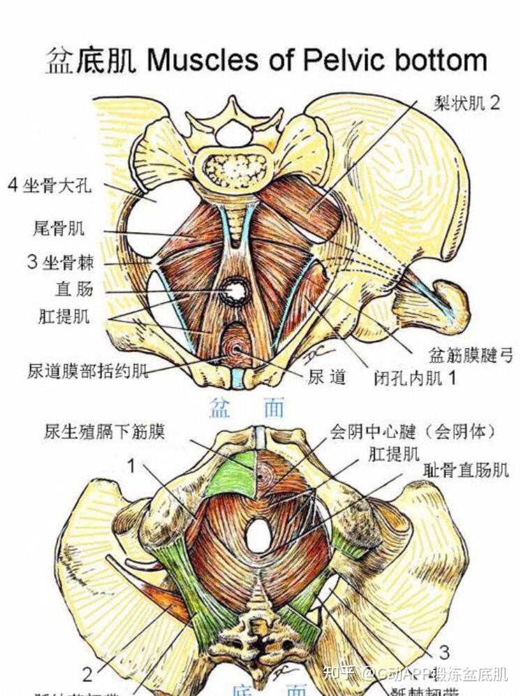 如何正确找到盆底肌有效修复产后盆底肌松弛