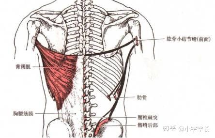 上交叉综合征 - 知乎