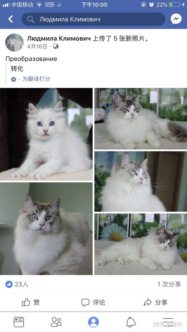 双色布偶猫中为什么海豹色面具失格的情况会远高于蓝双和山猫纹