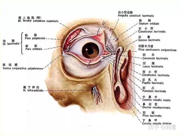 在穹窿结膜称为球结膜覆盖在眼球上的角巩膜缘.