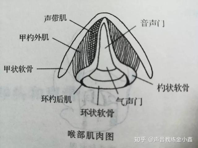 如果发音时周边肌肉非常紧张,声音就会发窄发紧.