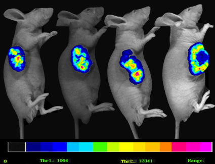 人肺癌裸小鼠模型活体成像的动态观察
