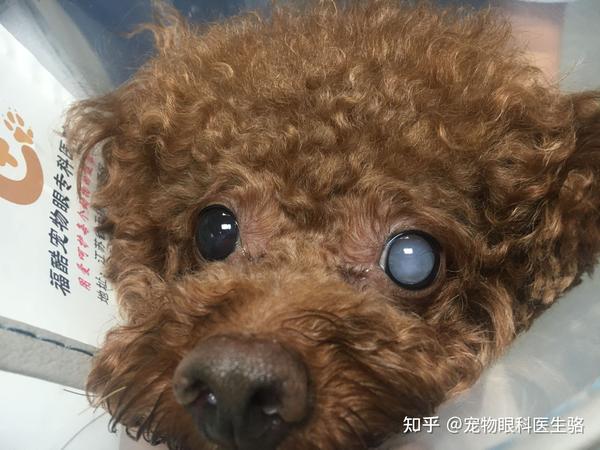 4岁泰迪犬,单侧眼睛白内障,严重影响视力,降低生活品质,通过手术治疗