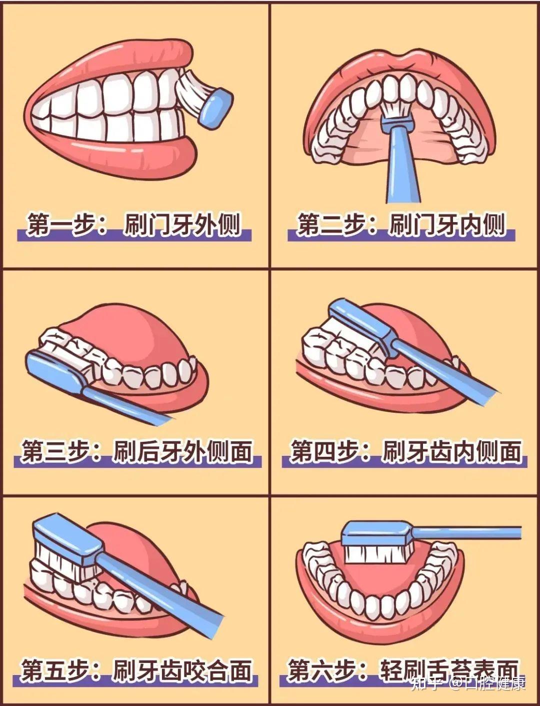 儿童蛀牙更多发生在这颗牙上!——六龄齿