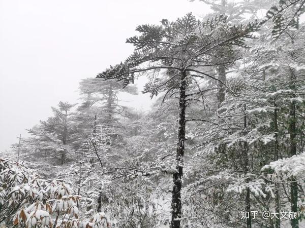 昆明人!轿子雪山又下雪了