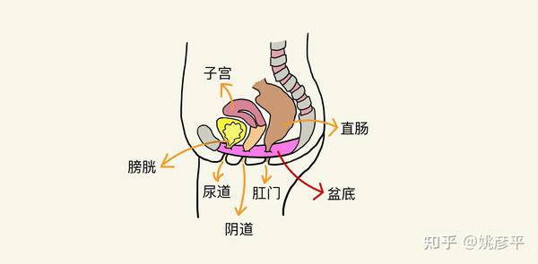 骨盆解剖图