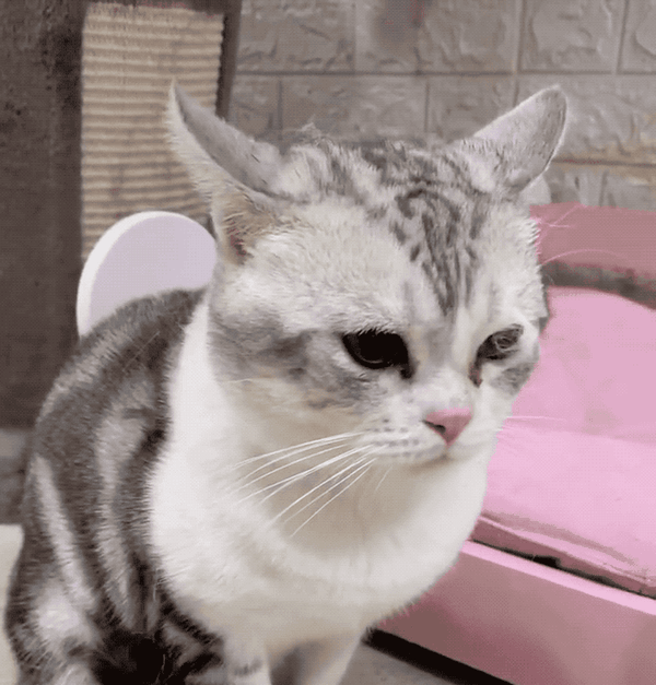 那些年嘲笑狸花是小土猫的人如今真香