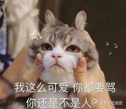 你们有没有珍藏着的猫咪组图?表情表白表情套路包图片