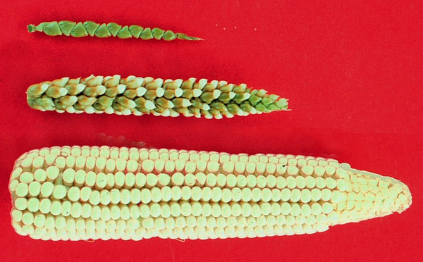 玉米的驯化过程,从墨西哥野玉米(teosinte)到玉米棒子(maize)