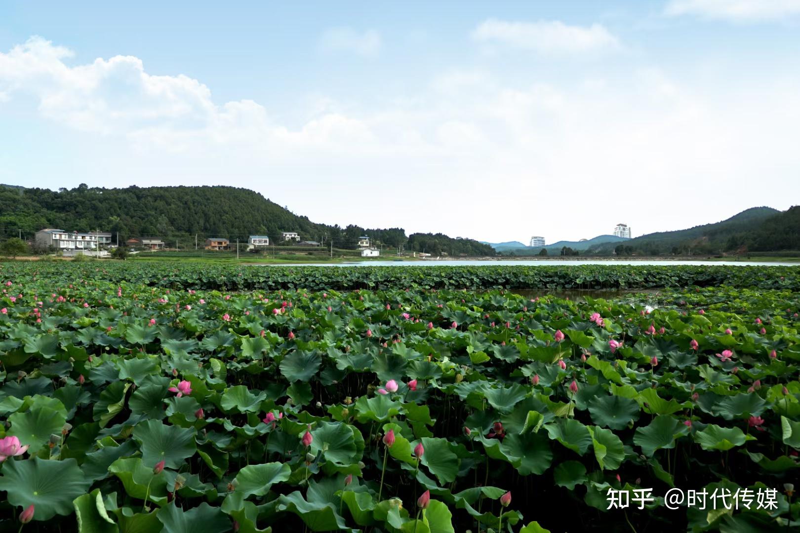 这段时间,四川省绵阳市梓潼县自强镇黎明村千亩荷花盛开,站在荷塘站边