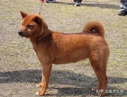 柴犬は全部で5种类绳纹柴山阴柴美浓柴信洲柴川上柴