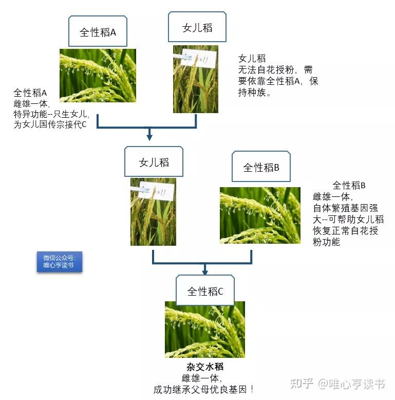 那一天他在三亚发现野败纪念袁隆平院士