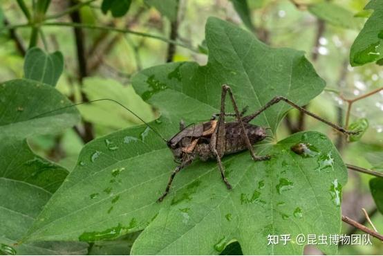 螽斯羽诜诜兮