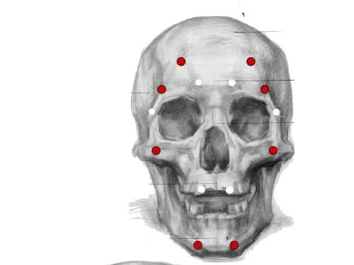 在标准的四分之三侧和全侧面头骨的长宽比都是1:1 最接近下庭中间的
