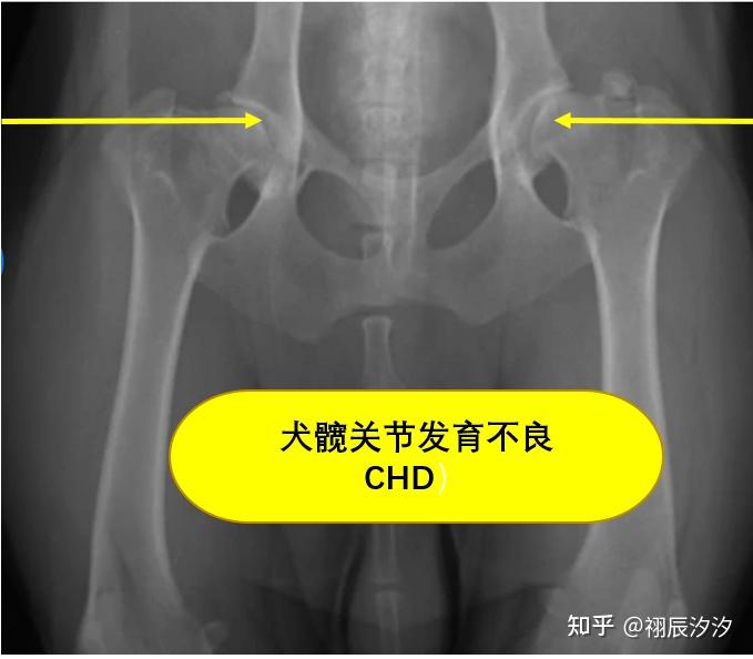 科普贴 狗狗髋关节不好了,怎么办?