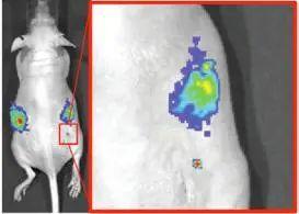 PerkinElmer IVIS Lumina IIIСѧϵͳ