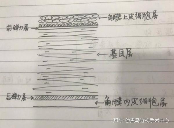 而近视手术是在角膜上进行的,放大后的角膜结构图(为了能清楚角膜的