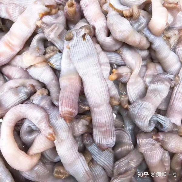 东山岛海鲜本港新鲜沙虫,海里的"冬虫夏草",满满蛋白质