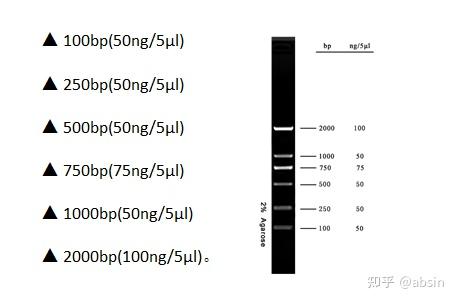 dl2000 dna marker由6条dna条带组成,dna条带分别为: 本产品为即用型