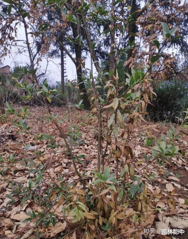苗木遭受冻害之后,该如何进行补救?掌握好时间和方法很重要