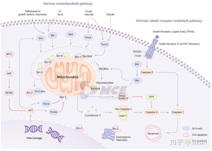 凋亡明星靶点Bcl 2家族蛋白抑制剂 知乎