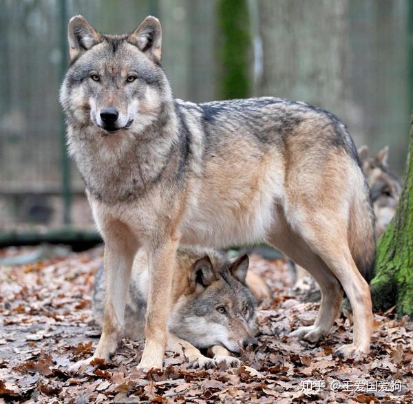 捷克斯洛伐克狼犬和狼,你能分清楚么?