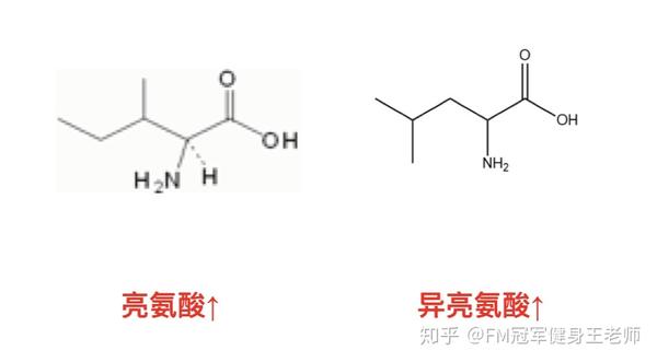 亮氨酸