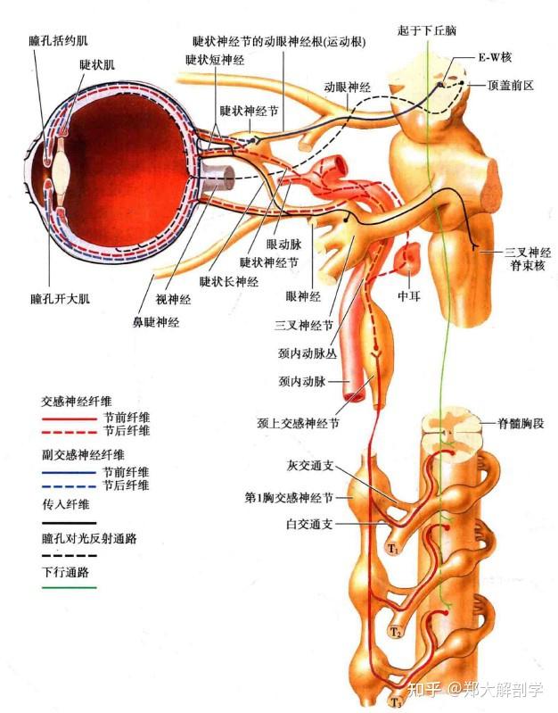 丛内常有神经细胞,在颈内动脉的下侧呈小神经节的膨大,称为颈动脉神经