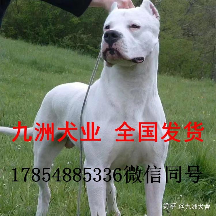 杜高犬价格杜高幼犬多少钱一只