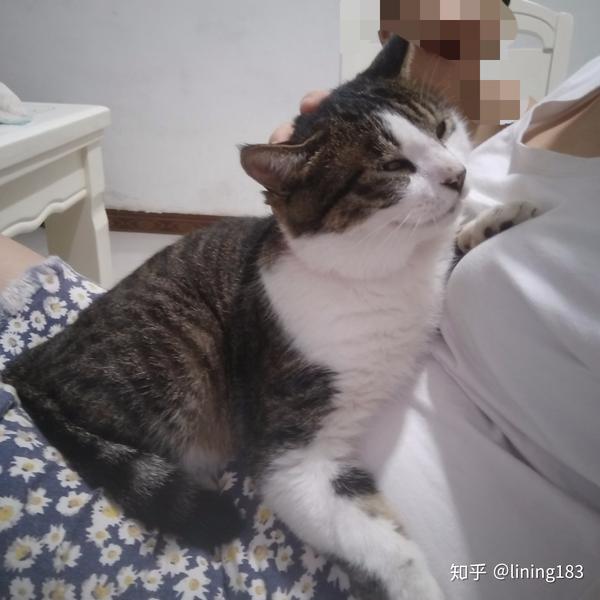 养狸花猫是什么样的体验