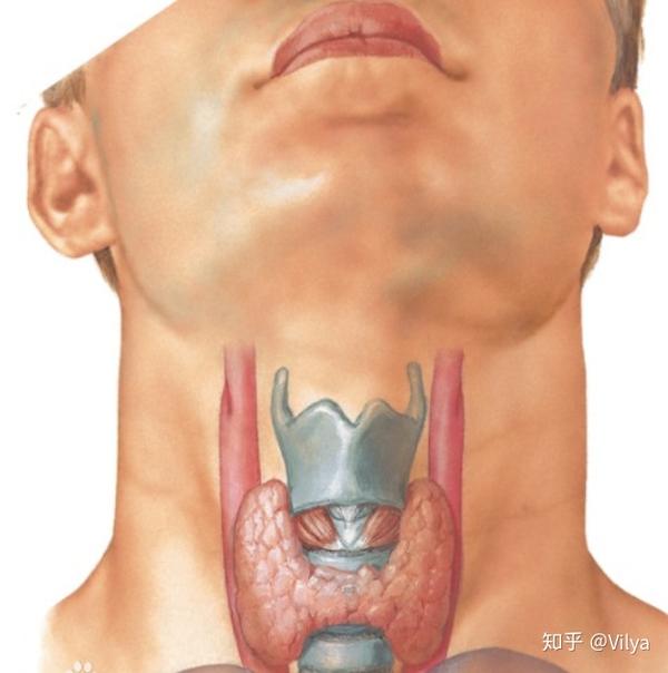 甲状腺在人脖子部分,包裹着气管,在气管两边的呈蝴蝶状.