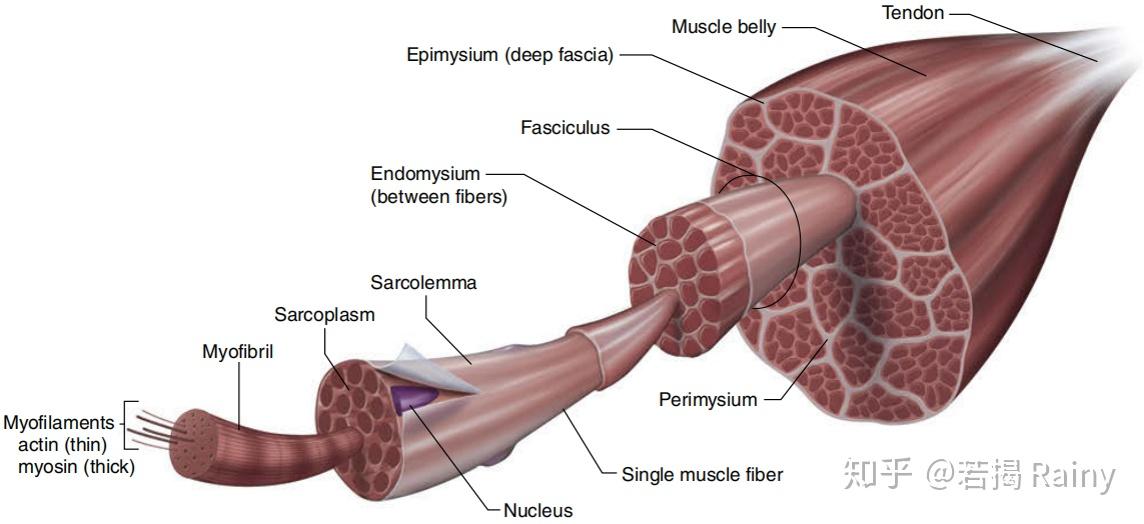 deep fascia)肌束膜 peri"mysium- 包裹 →肌束 fasciculus肌内膜