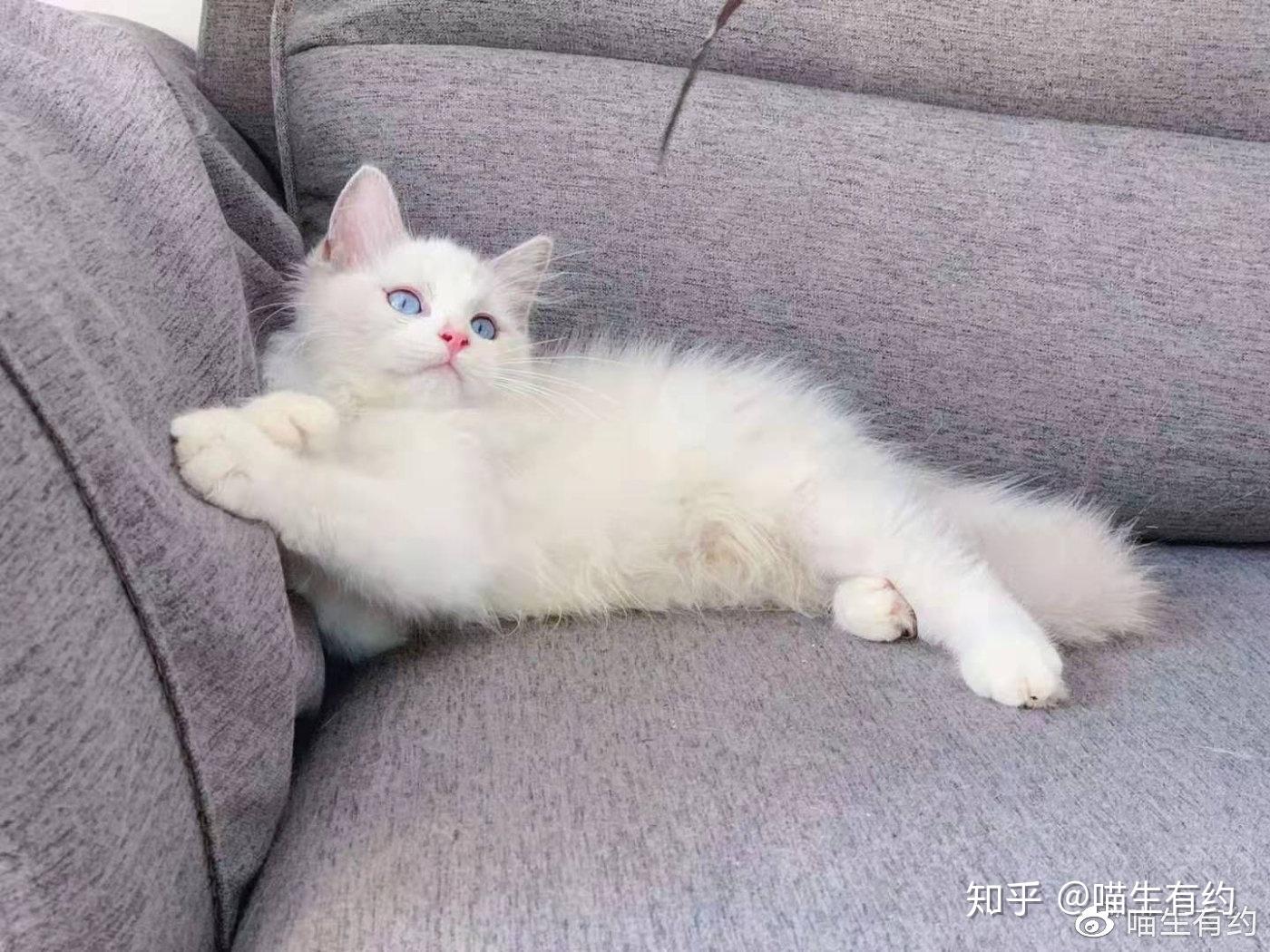 布偶猫品类识别教程