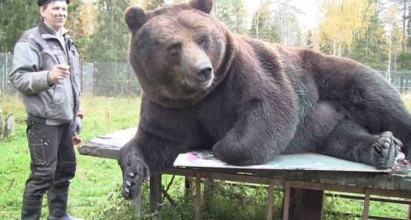 棕熊突袭俄罗斯钓友被反杀战斗民族如此彪悍太小看棕熊了
