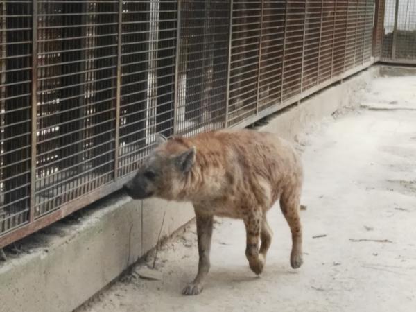 狗年说狗走进北京动物园之二犬科动物展区