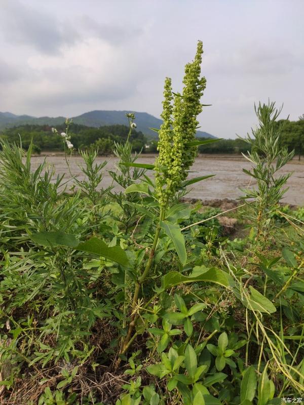 酸草   